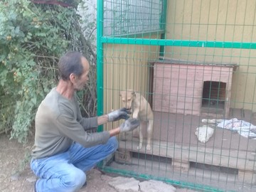 Собачий приют «Островок надежды».